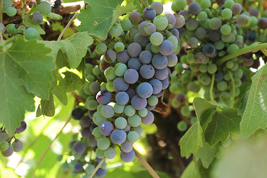 About - Riverina Winegrape GrowersRiverina Winegrape Growers